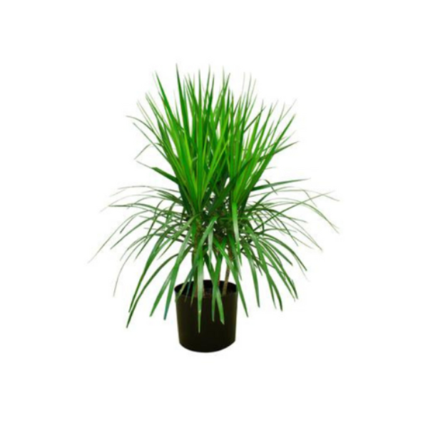 DRACAENA MARGINATA BUSH