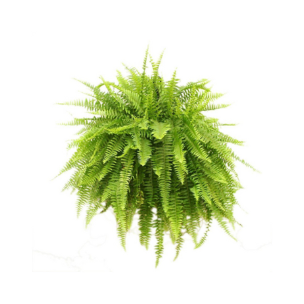 FERN