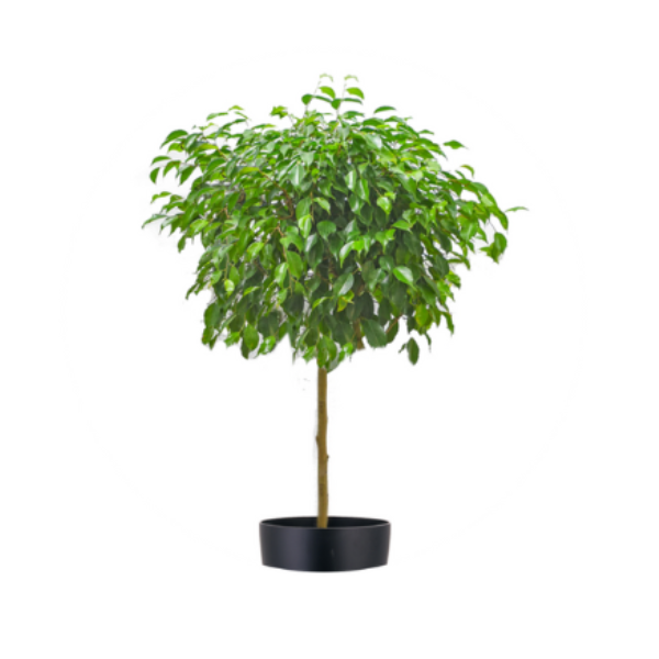 BENJAMINA FICUS