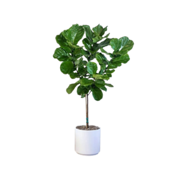 FICUS LYRATA