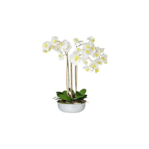 ORCHID WHITE 1