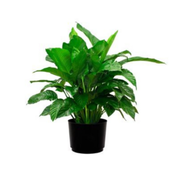 SPATHIPHYLLUM