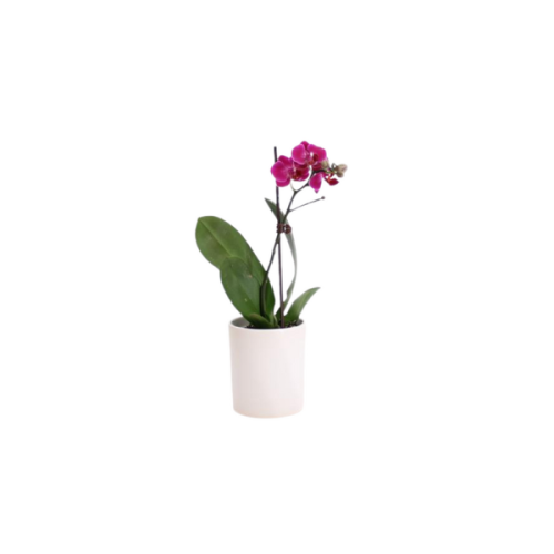TABLE ORCHID 1