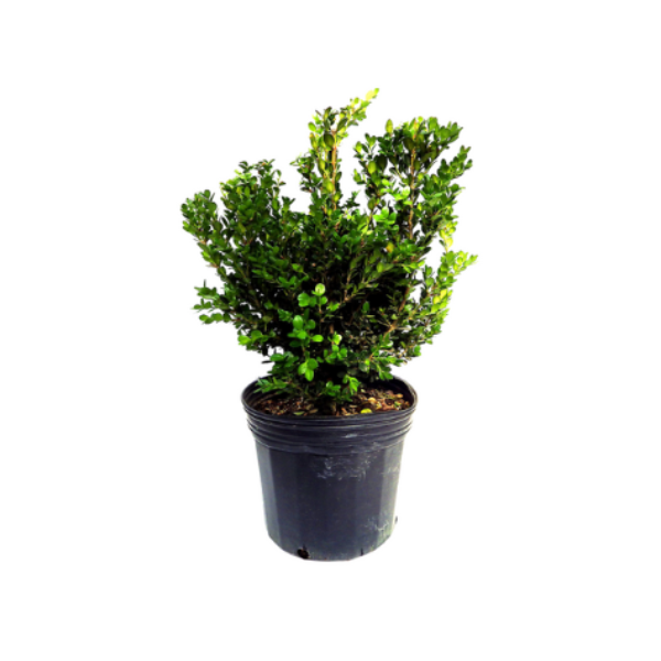 BOXWOOD BUSH