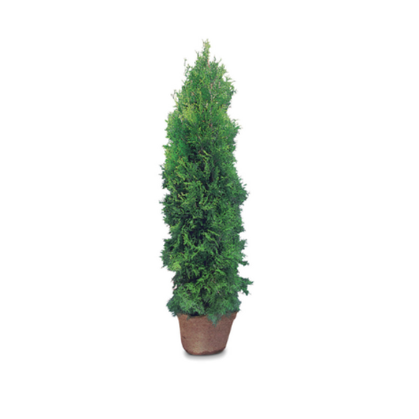 CEDAR BUSH