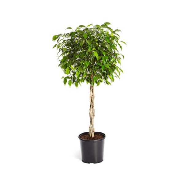 FICUS TOPIARY