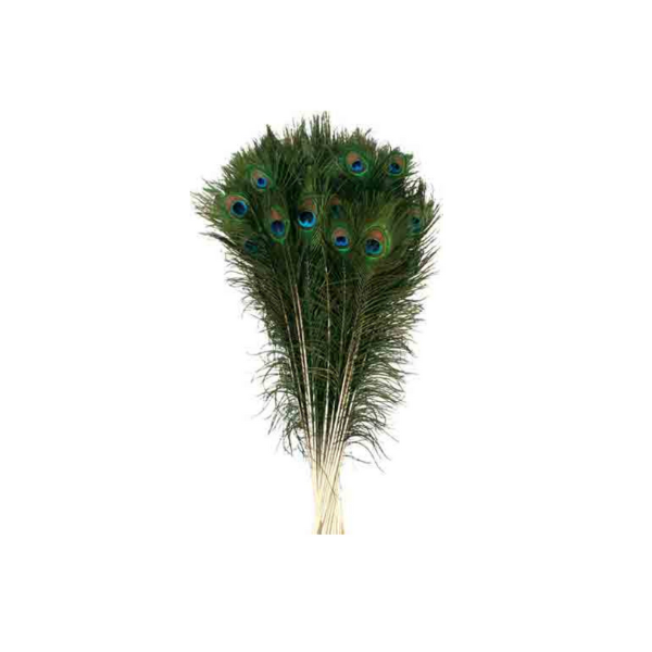 PEACOCK FEATHER