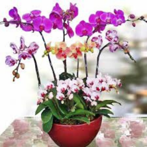 ASSORTED ORCHIDS