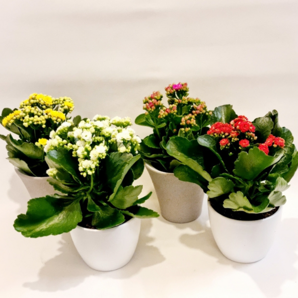 KALANCHOE