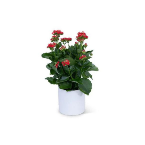 RED KALANCHOE