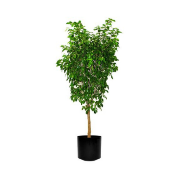 FICUS