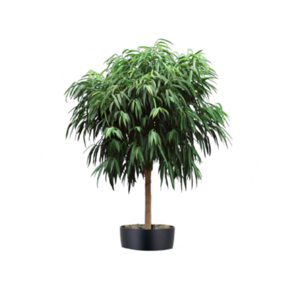 FICUS ALII