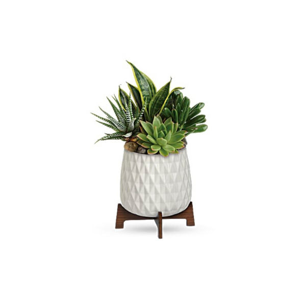 MODERN MOD SUCCULENT