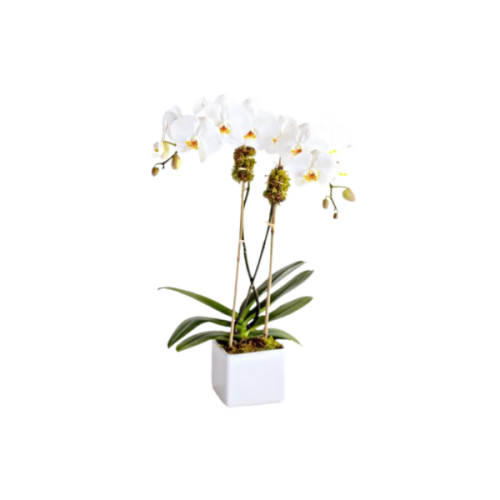 ORCHID DOUBLE STEM 1