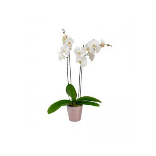 ORCHID DOUBLE STEM 2