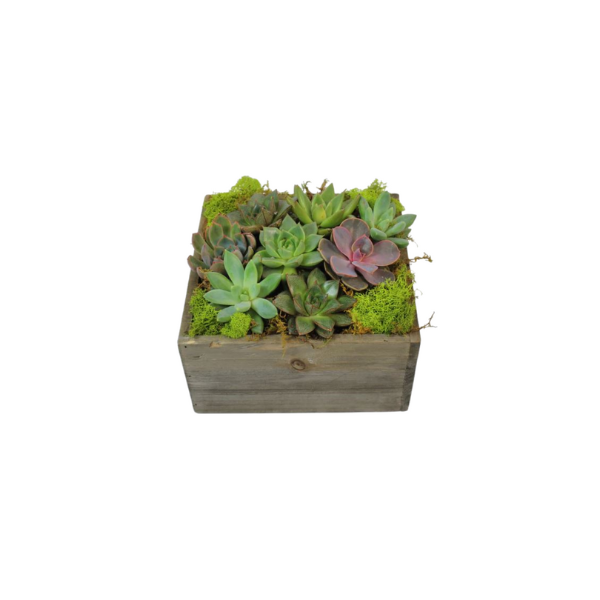 SUCCULENT BOX PLANTER