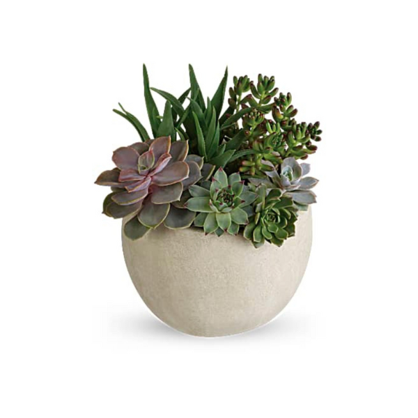 SUCCULENT IN CERAMIC