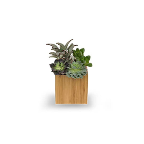 TABLE TOP SUCCULENT