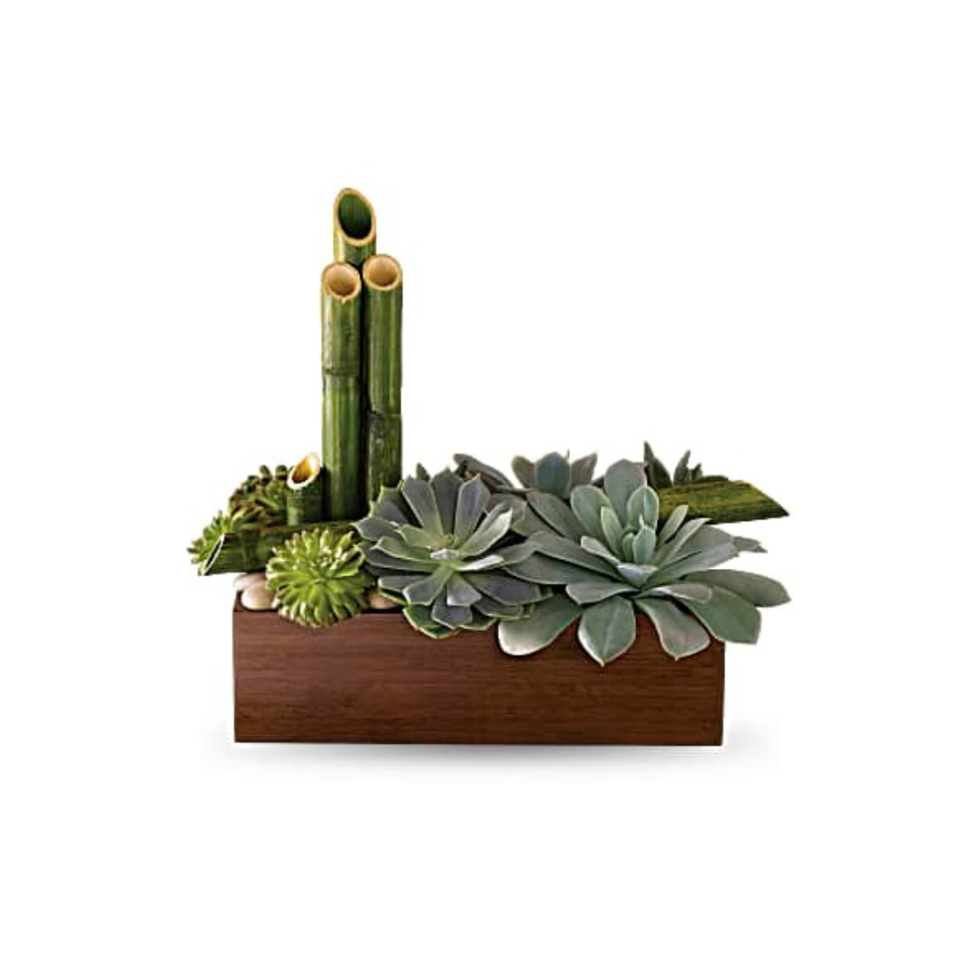 ZEN SUCCULENT