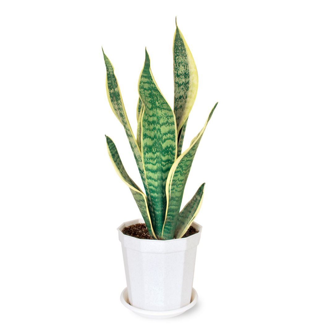 SANSEVIERIA TABLETOP PLANT