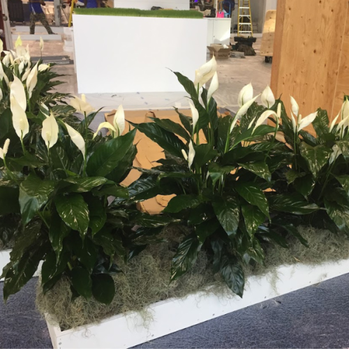 PEACE LILY INSTALLATIONS