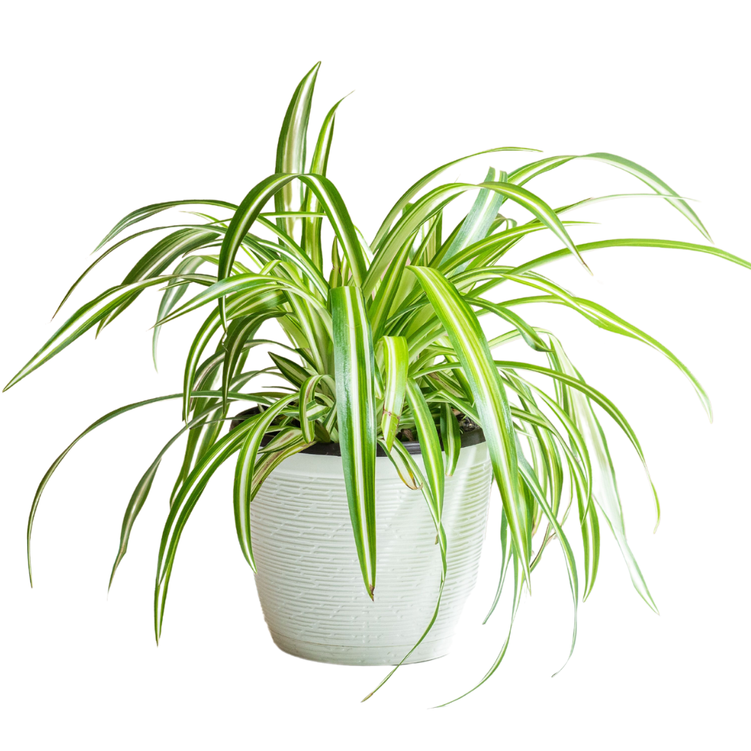 SPIDER PLANT