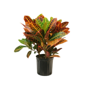 Croton