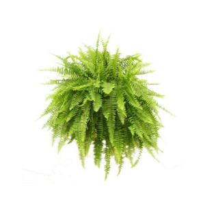 Fern