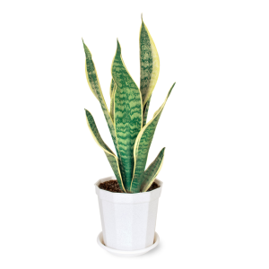 Sansevieria Tabletop Plant