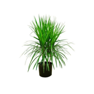 Dracaena