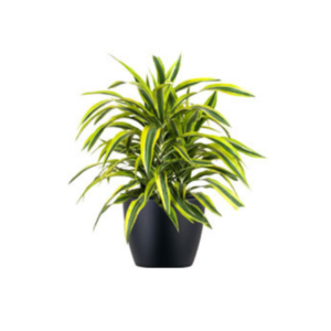 Lemon Lime Draceana