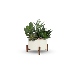 Mid Century Garden