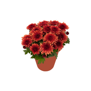 Mum