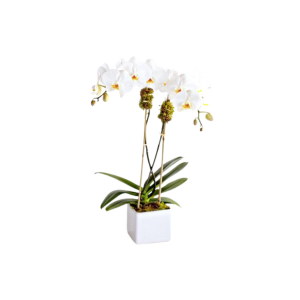 Orchid Double Stem