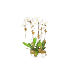Orchid 3 Stems
