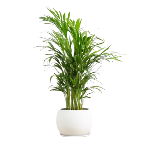 Tabletop Palm