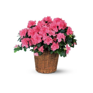 Azalea