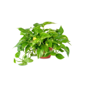 Pothos