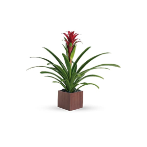 Bromiliad