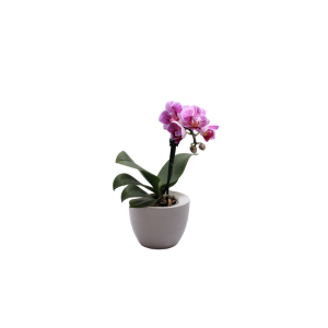 Table Top Orchids