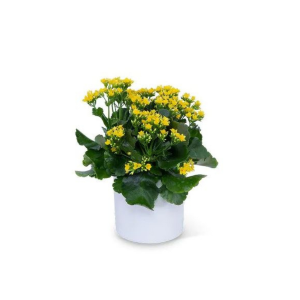 Kalanchoe