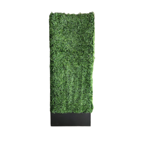 Narrow Boxwood