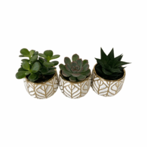 single succulent plant
