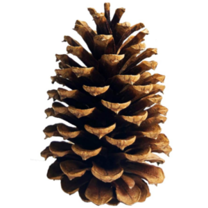 Sugar Pine Cones