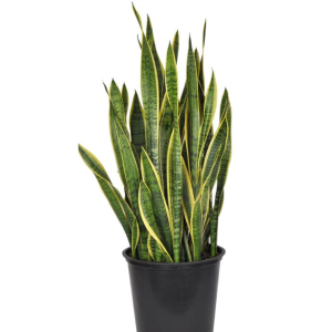 Sansevieria Laurentii