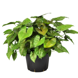 Nephtytis