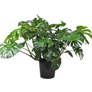 Philodendron Monstera