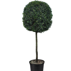 Eugenia Topiary