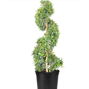 Eugenia Spiral