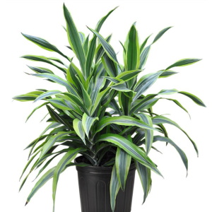Dracaena Warneckii